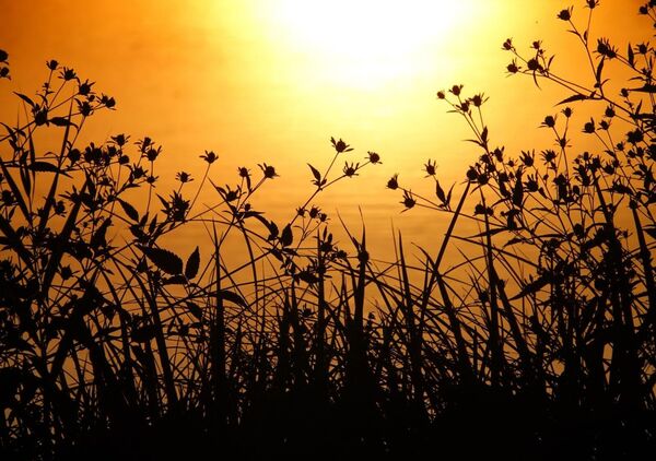 L’or du temps, tableau herbes hautes sur fond d’or