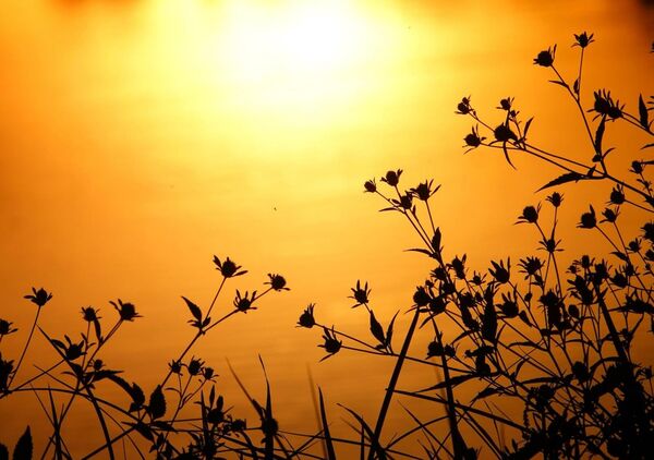 Calligraphie du crépuscule, tableau plantes en ombre chinoise au crépuscule