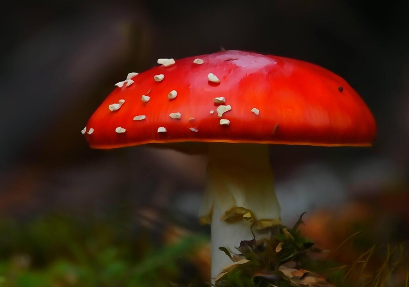 À consommer avec les yeux, tableau sur aluminium, aperçu dans un intérieur
