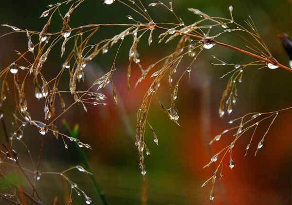 Petits bonheurs de pluie, tableau gouttes de pluie sur des herbes folles