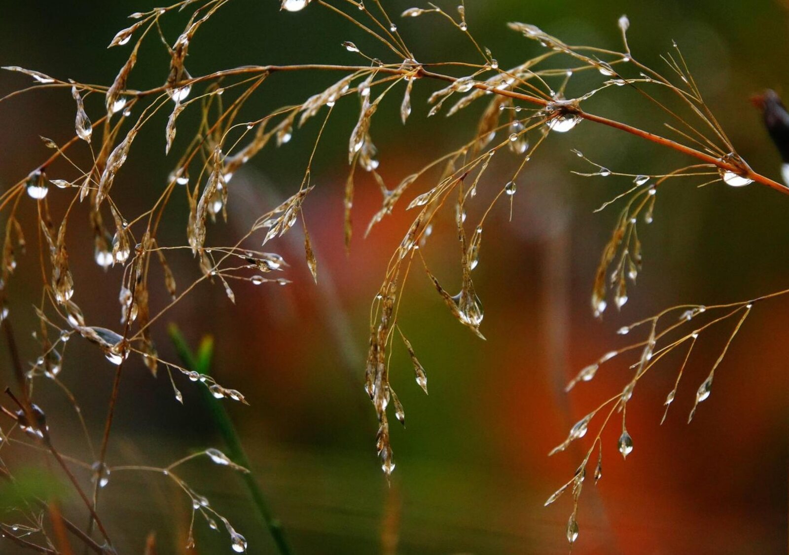 Petits bonheurs de pluie, tableau sur aluminium, aperçu dans un intérieur