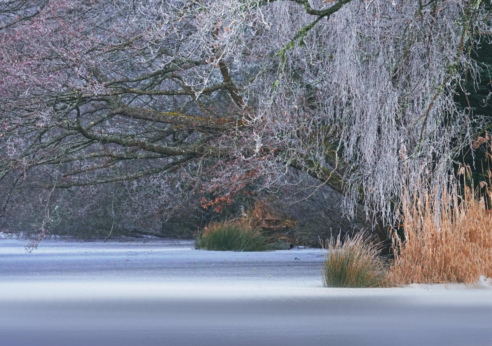 L’étang du Thyx sous le givre, tableau sur aluminium, aperçu dans un intérieur