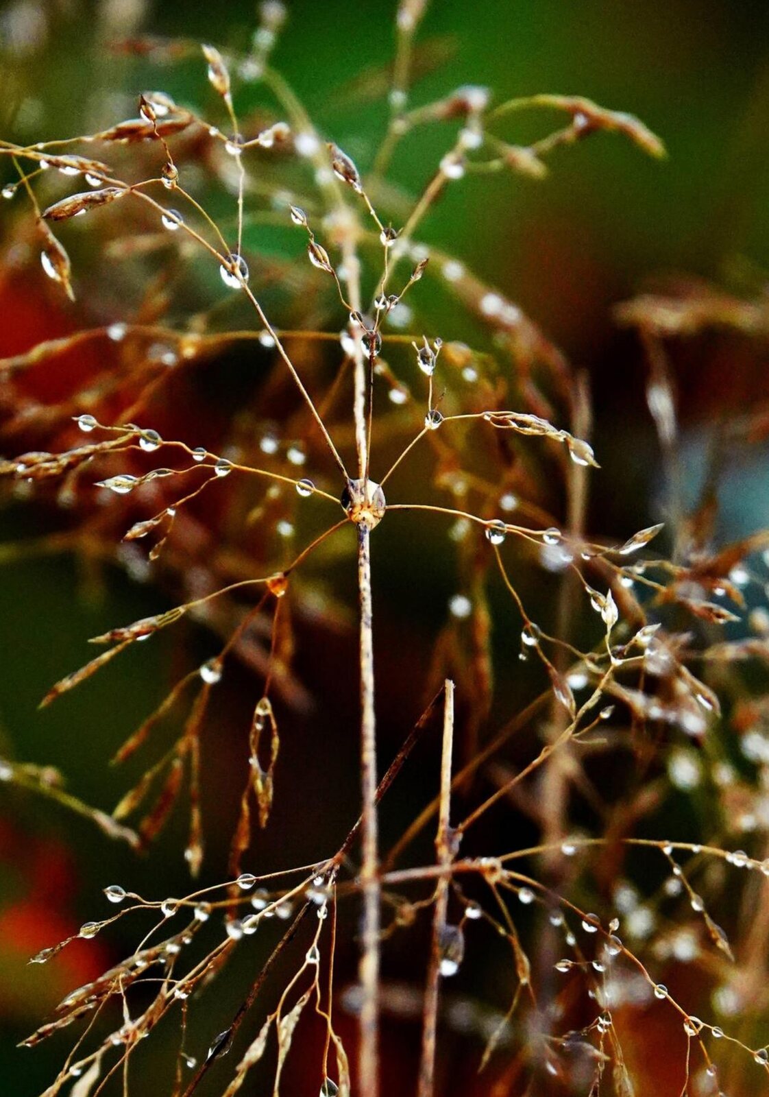 Éclats de rosée, tableau sur aluminium, aperçu dans un intérieur