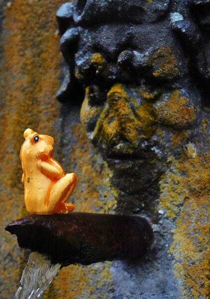 Les yeux dans les yeux, tableau grenouille dorée face à un mascaron