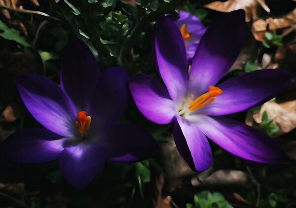 Crocus violets dans les feuilles mortes, tableau crocus violets