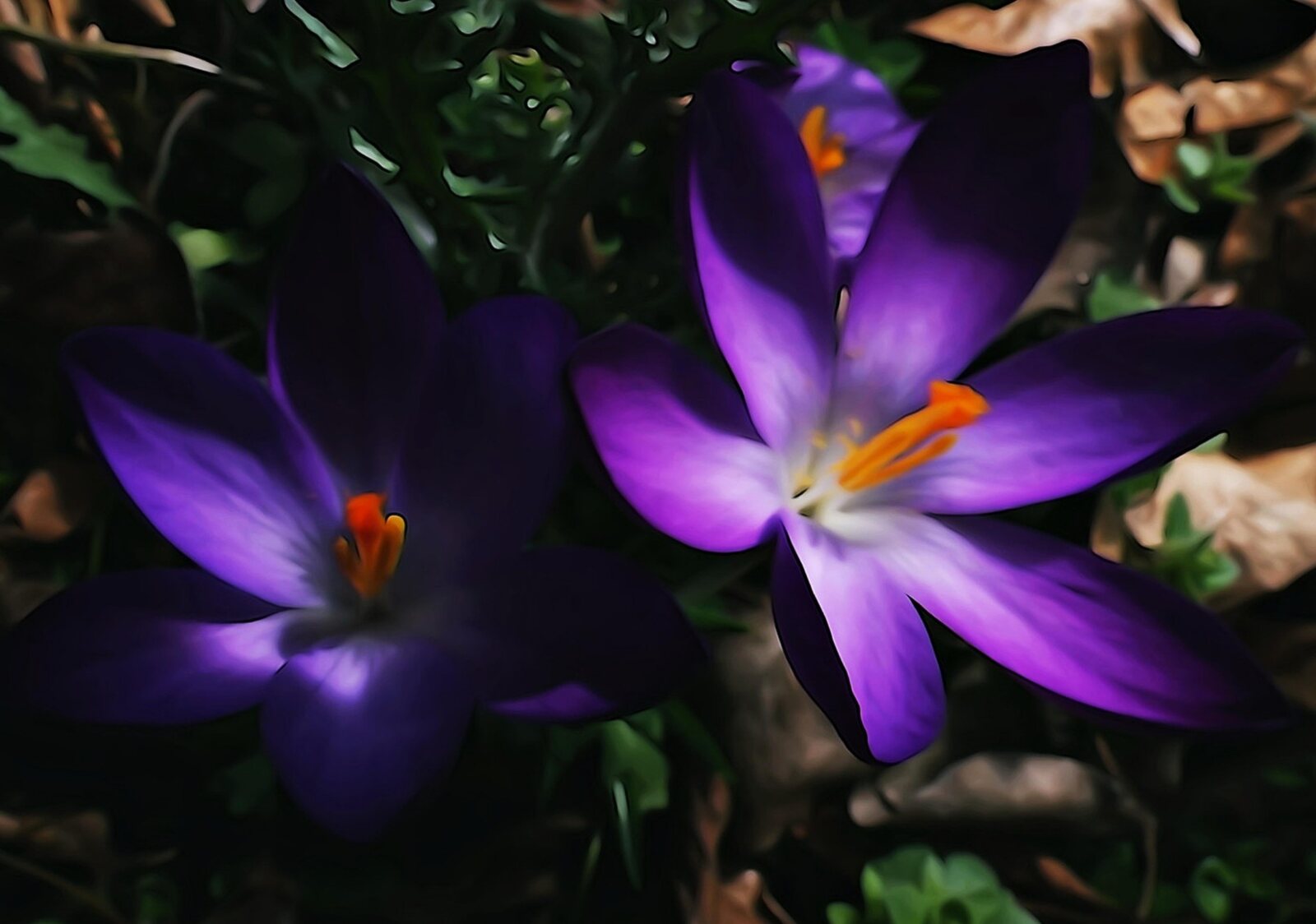 Crocus violets dans les feuilles mortes, tableau sur aluminium, aperçu dans un intérieur