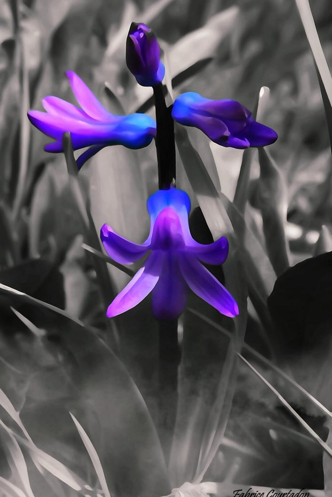 Jacinthe violette sur fond gris, tableau sur aluminium, aperçu dans un intérieur